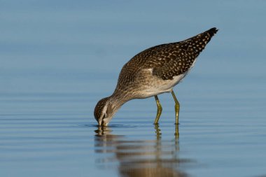 Çulluk (Tringa glareola) doğal ortamında