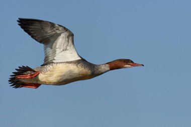 Eurasian Goosander in flight with blue skies in the background
