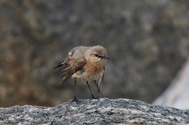 Doğal habitatları sahilde Kızıl kuyruklu kuyrukkakan