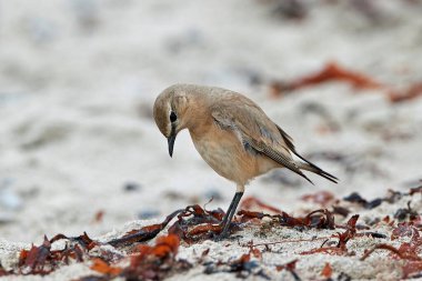 Doğal habitatları sahilde Kızıl kuyruklu kuyrukkakan