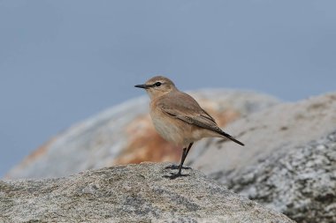 Doğal habitatları sahilde Kızıl kuyruklu kuyrukkakan