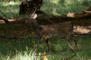 Doğal habitatları Danimarka Sika geyik