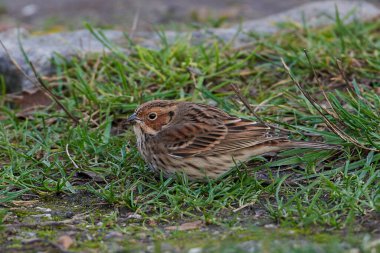 Gıda yere arıyorsunuz küçük kiraz kuşu