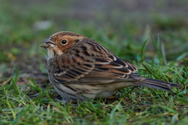 Little Bunting Looking Food Ground — Stock Photo, Image