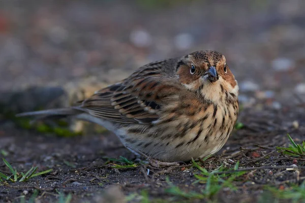 Kleine Ammern Auf Nahrungssuche Boden — Stockfoto