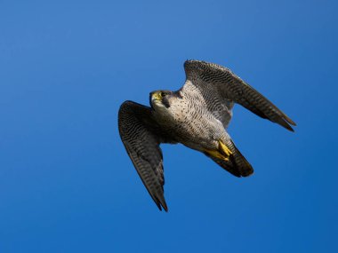 Peregrine Falcon (Falco peregrinus) doğal ortamında