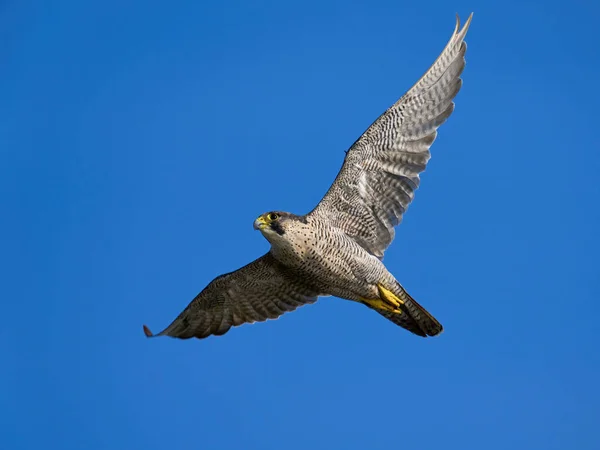 Faucon Pèlerin Falco Peregrinus Dans Son Environnement Naturel — Photo