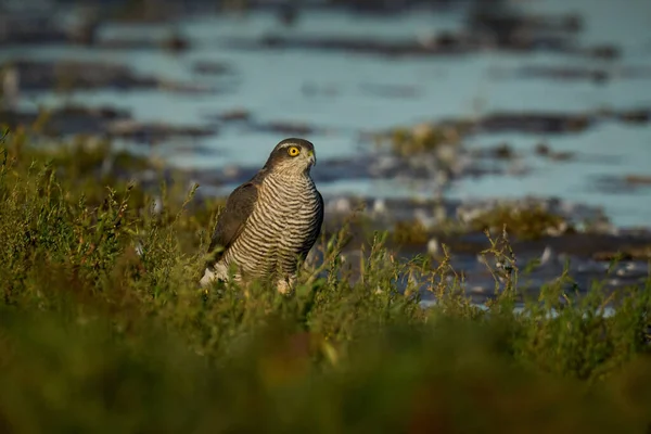 Krogulec Europejski Accipiter Nisus Swoim Naturalnym Środowisku — Zdjęcie stockowe