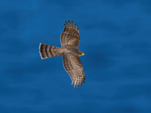 Pardal Asiático Accipiter Nisus Seu Ambiente Natural — Fotografia de Stock