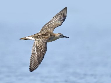 Ruff (Calidris pugnax) Danimarka 'daki doğal ortamında