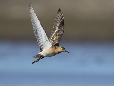 Ruff (Calidris pugnax) Danimarka 'daki doğal ortamında
