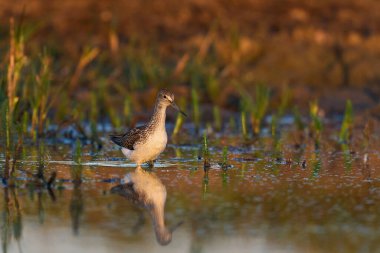 Doğal ortamında yaygın yeşillik (Tringa nebularia)