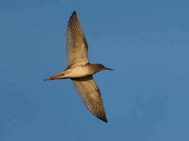 Doğal ortamında yaygın redshank (Tringa totanus)