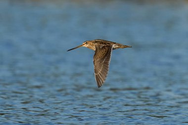 Doğal ortamında yaygın çulluk (Gallinago gallinago)