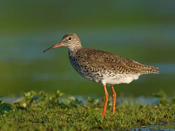 Vanlig Rödskaft Tringa Totanus Sin Naturliga Miljö — Stockfoto