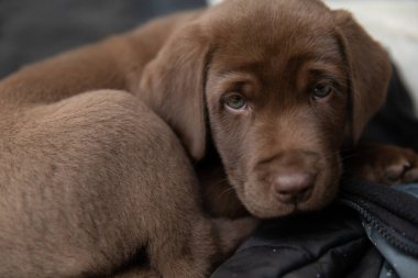 Little brown dog is resting.
