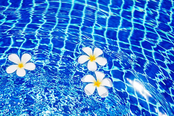 Schwimmbad Blaue Wasseroberfläche Hintergrund Schwimmende Weiße Plumeria Frangipani Blumen Pool — Stockfoto