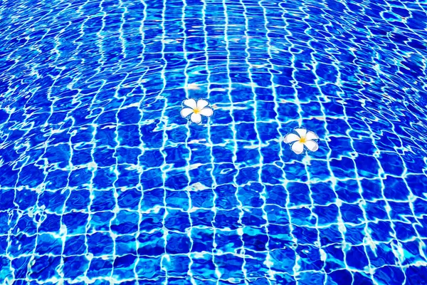 Basen Błękitna Powierzchnia Wody Tło Pływające Kwiaty Plumeria Frangipani Letnie — Zdjęcie stockowe