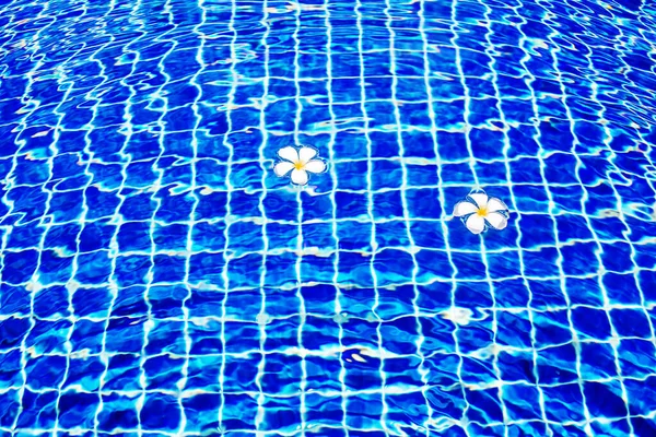 Schwimmbad Blaue Wasseroberfläche Hintergrund Schwimmende Plumeria Frangipani Blumen Sommerferien Urlaub — Stockfoto