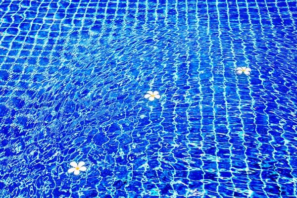 Piscina Fondo Superficie Blu Acqua Galleggiante Fiori Plumeria Frangipani Vacanze — Foto Stock