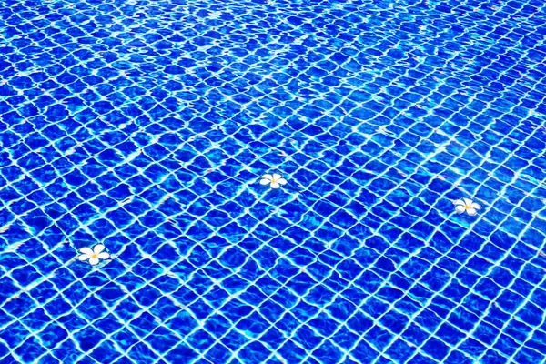 Fondo Superficie Agua Azul Piscina Plumeria Flotante Flores Frangipani Vacaciones — Foto de Stock