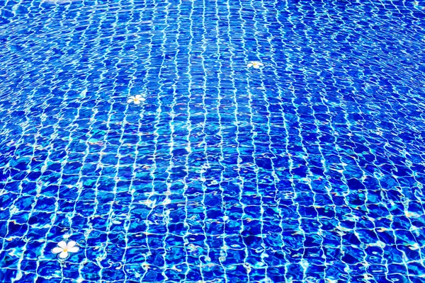 Синий Фон Водной Поверхности Бассейна Плавающие Цветы Сантехники Франжипани Летний — стоковое фото