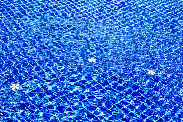 Schwimmbad Blaue Wasseroberfläche Hintergrund Schwimmende Plumeria Frangipani Blumen Sommerferien Urlaub — Stockfoto