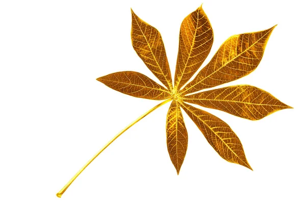 黄金の葉白い背景は 黄色の金属キャッサバの葉 金の花の装飾 木の枝 美しい熱帯の葉のイラスト マニオック植物の小枝 芸術の花のデザイン要素を隔離された閉鎖を残します — ストック写真