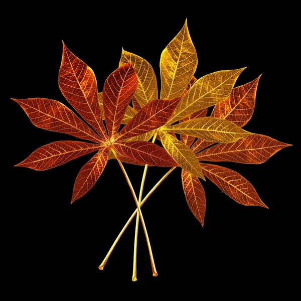 三片金叶 黑色背景隔离特写 橙色红黄金属叶 美丽的秋天金叶 花卉装饰 花卉束 植物枝条 艺术设计元素 图库图片