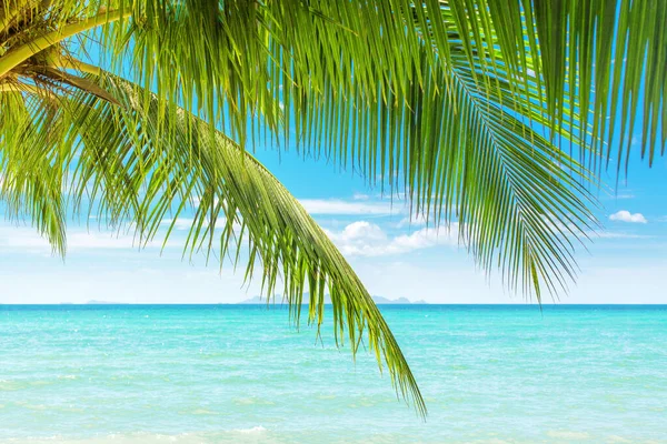 Grön Palm Blad Närbild Palmblad Palmkvistar Turkos Havsvatten Vågor Sol — Stockfoto