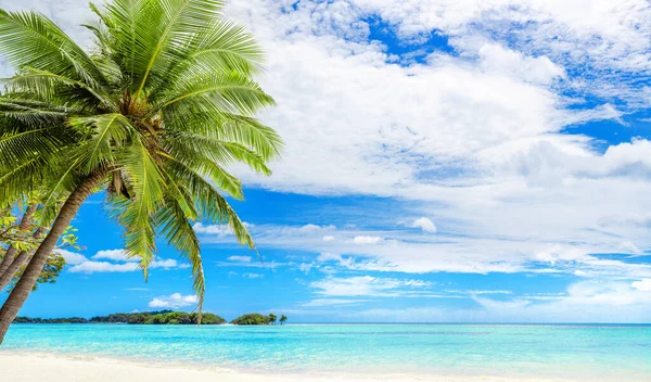 Tropisk Strand Panorama Gröna Palmblad Turkos Havsvatten Havsvågor Vit Sand — Stockfoto