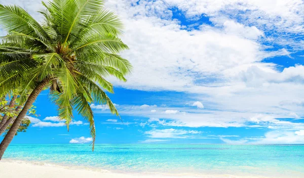 トロピカルアイランドビーチパノラマ 緑のヤシの木の葉 ターコイズブルーの海の水 海の波 白い砂 青い空 エキゾチックな自然景観パノラマビュー 夏休み — ストック写真