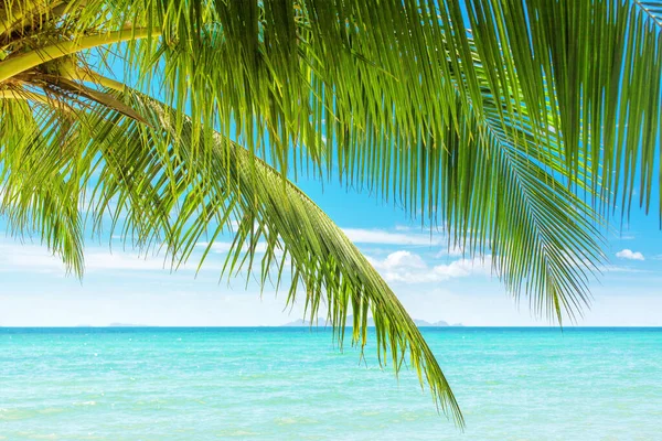 緑のヤシの木が近づくと ヤシの葉 ヤシの枝 ターコイズブルーの海の水海の波 青い空白い雲 熱帯の島のビーチの風景 夏休み エキゾチックな自然を残します — ストック写真