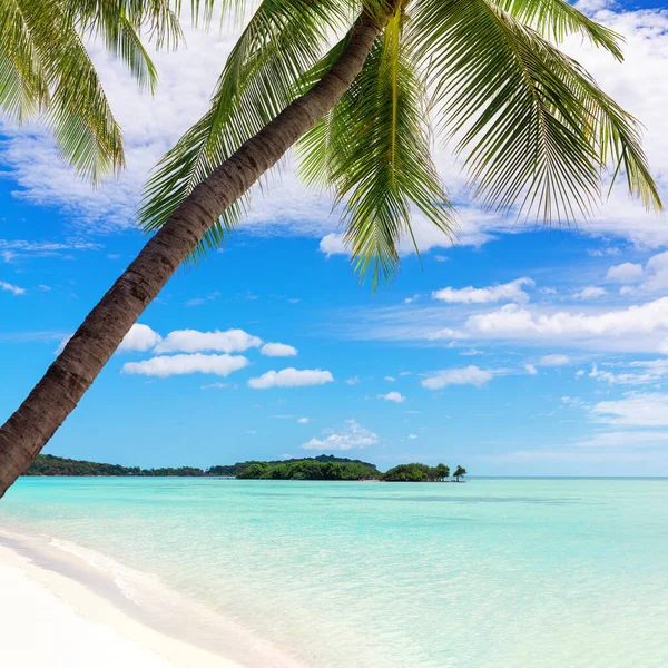 Tropical Island Beach View Green Palm Tree Leaves Turquoise Sea Stock Image