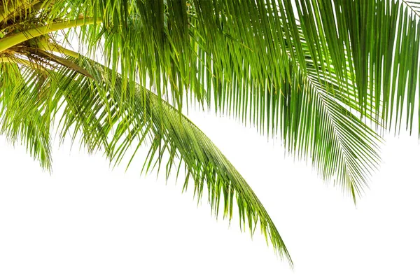 绿色棕榈树叶白色背景隔离特写 椰子树叶 棕榈枝 棕榈叶 热带叶饰 异国情调植物模式 设计元素 复制空间 免版税图库照片