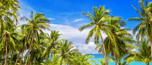 Palmiers Vue Panoramique Magnifique Panorama Sur Plage Île Tropicale Feuilles — Photo