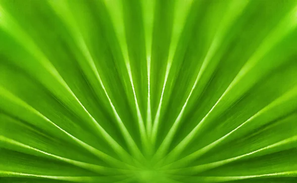 Green Palm Tree Leaf Closeup Tropical Leaves Texture Macro Nature — Stockfoto