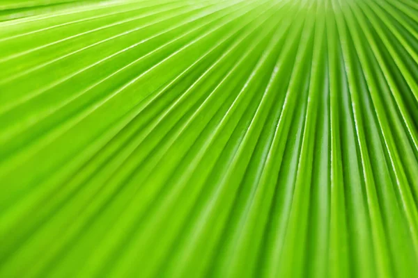 Folha Palmeira Verde Close Folhas Tropicais Textura Macro Fundo Natureza — Fotografia de Stock