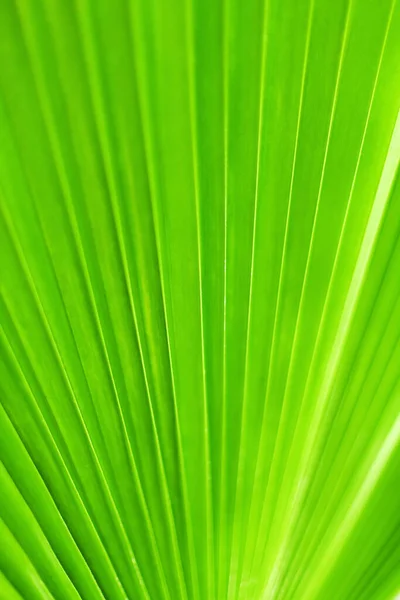 Folha Palmeira Verde Close Folhas Tropicais Textura Macro Fundo Natureza — Fotografia de Stock