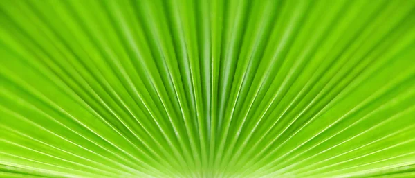 Bakgrunn Grønt Palmelblad Tropisk Bladtekstur Abstrakt Naturlig Bakteppe Naturbanner Skjønnheten – stockfoto