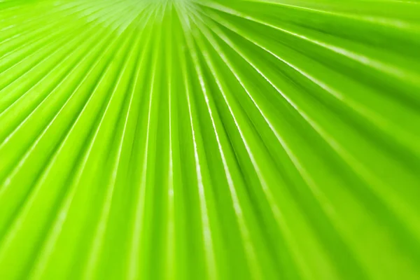 Folha Palmeira Verde Closeup Arte Fundo Folhas Tropicais Textura Abstrato — Fotografia de Stock