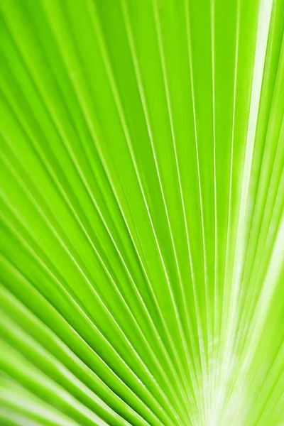 Folha Palmeira Verde Closeup Arte Fundo Folhas Tropicais Textura Abstrato — Fotografia de Stock