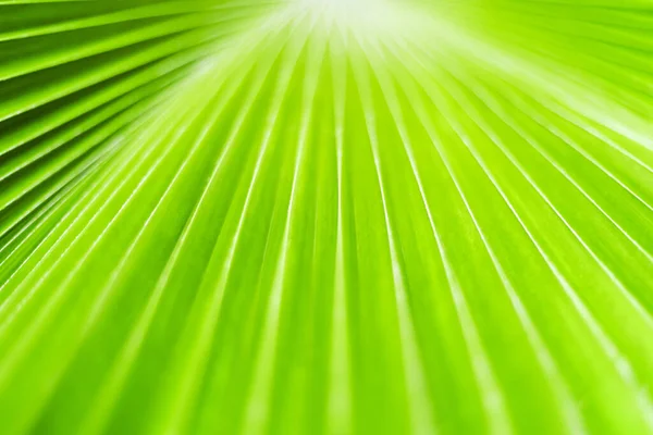 Green Palm Tree Leaf Closeup Art Background Tropical Leaves Texture — Fotografia de Stock