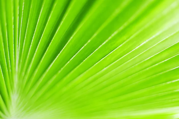 Green Palm Tree Leaf Closeup Art Background Tropical Leaves Texture — Fotografia de Stock