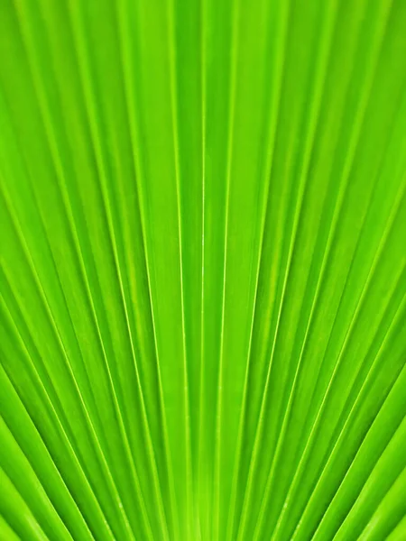 Grønn Bakgrunn Palmeblader Tropisk Bladtekstur Abstrakt Naturlig Bakteppe Naturbanner Botanisk – stockfoto