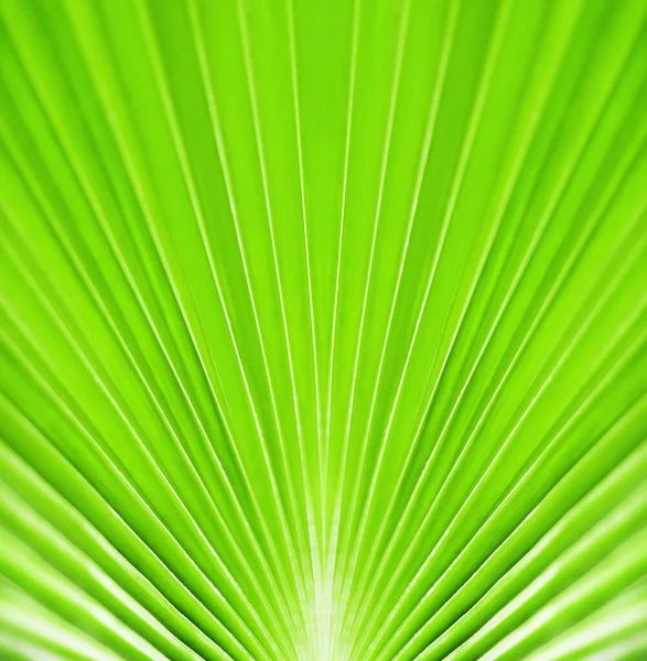 Folha Palmeira Verde Closeup Fundo Folhas Tropicais Textura Abstrato Natural — Fotografia de Stock