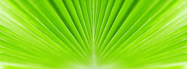 Fondo Primer Plano Hojas Palmera Verde Textura Hojas Tropicales Banner — Foto de Stock