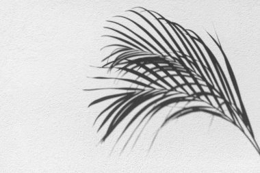 Beyaz dokuda palmiye yaprağı siyah gölge, açık yüzeyde gri tropikal yapraklar yansıması, soyut bitki tonu, yaz arkaplanı, tek renkli doğal çiçek deseni