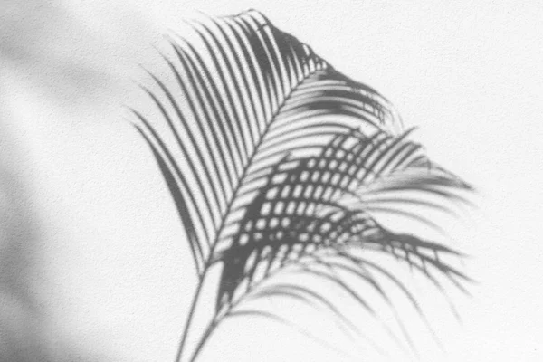 Liść Palmy Czarny Cień Białej Ścianie Tekstury Szare Liście Tropikalne — Zdjęcie stockowe