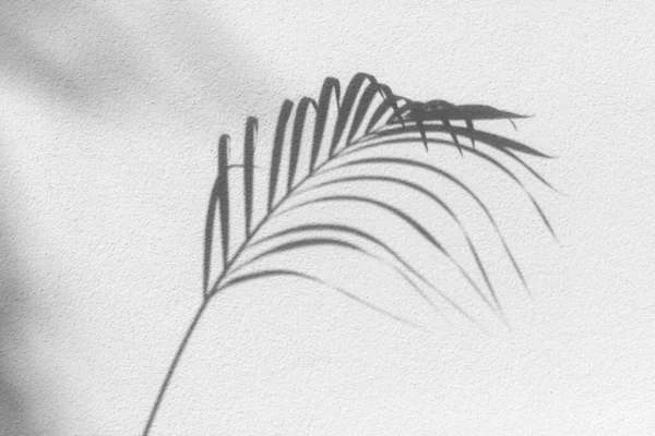 Liść Palmy Czarny Cień Białej Ścianie Tekstury Szare Liście Tropikalne — Zdjęcie stockowe